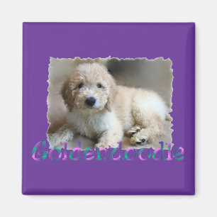 Imán Regalos de Goldendoodle Lovers