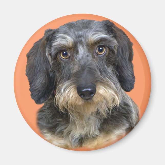 Imán Regalos de retrato de Dachshund (Frente)
