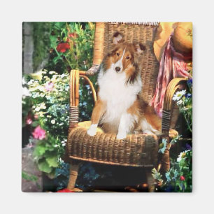 Imán Regalos del arte de Sheltie del perro pastor de