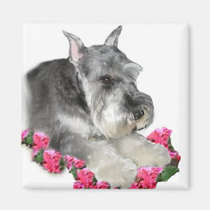 Imán Regalos del arte del Schnauzer miniatura