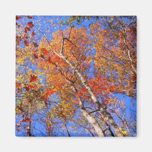 Imán Regalos del parque nacional West Mt Otoño Hot Spri