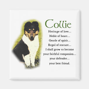 Imán Regalos Tri Color Rough Collie