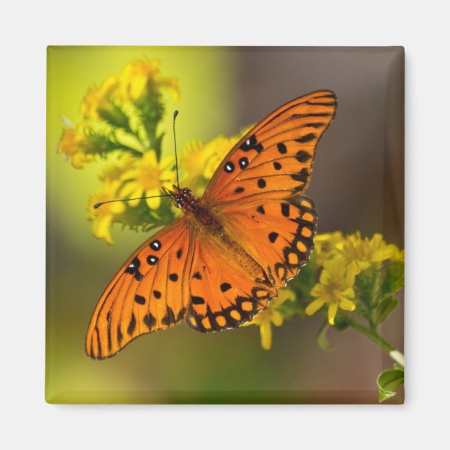 Imán Regalos y Ropa de Mariposa del Golfo Fritillary (Frente)