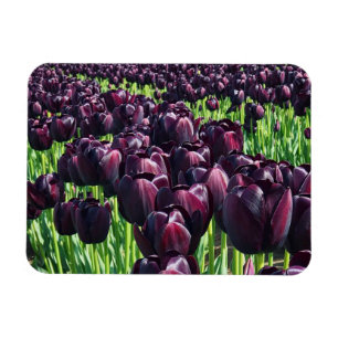 Imán Reina de los tulipanes de la noche