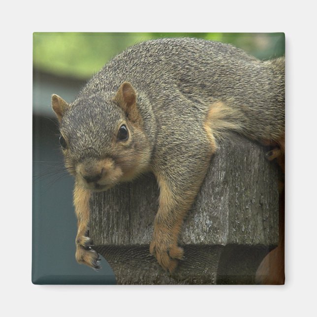 Imán Reina Eleanor del Reino Pacífico (Frente)