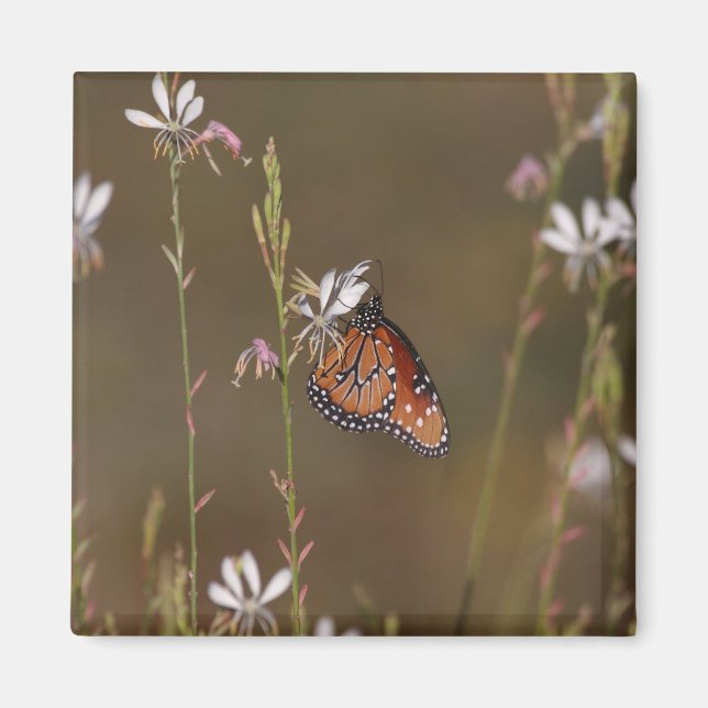 Imán Reina y ordeño (Frente)