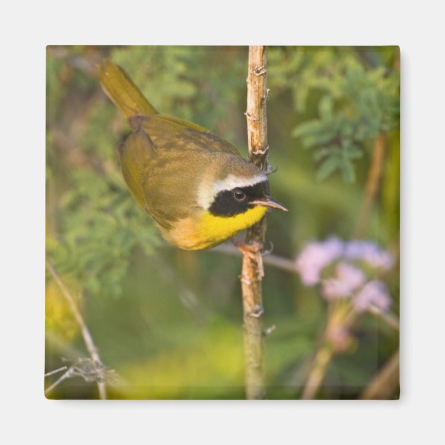 Imán Reinita Común (Geothlypis trichas) macho, (Frente)