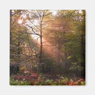 Imán Reino Unido. Bosque de Dean. Rayo de sol que penet