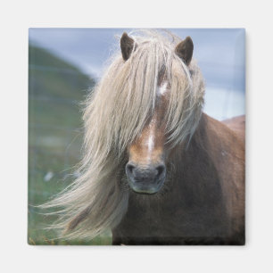 Imán Reino Unido, Escocia, Islas Shetland, pony de Shet