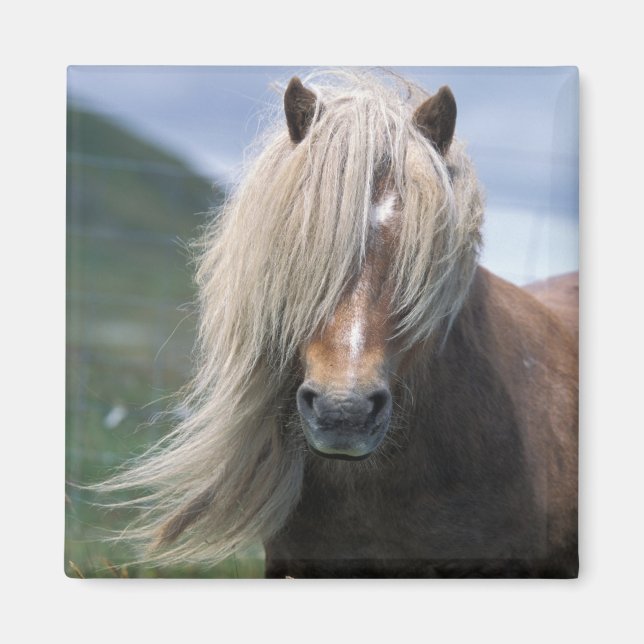 Imán Reino Unido, Escocia, Islas Shetland, pony de Shet (Frente)