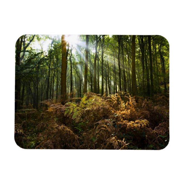 Imán Reino Unido, Inglaterra. Rayos de luz solar que pa (Horizontal)