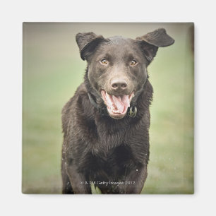 Imán Reino Unido, Inglaterra, Suffolk, bosque de