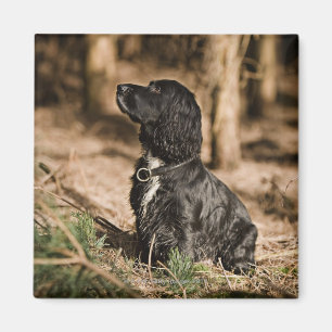 Imán Reino Unido, Inglaterra, Suffolk, bosque de