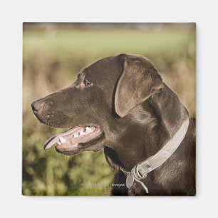 Imán Reino Unido, Inglaterra, Suffolk, bosque de