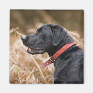 Imán Reino Unido, Inglaterra, Suffolk, bosque de