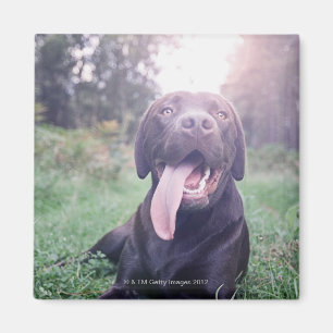 Imán Reino Unido, Inglaterra, Suffolk, bosque de