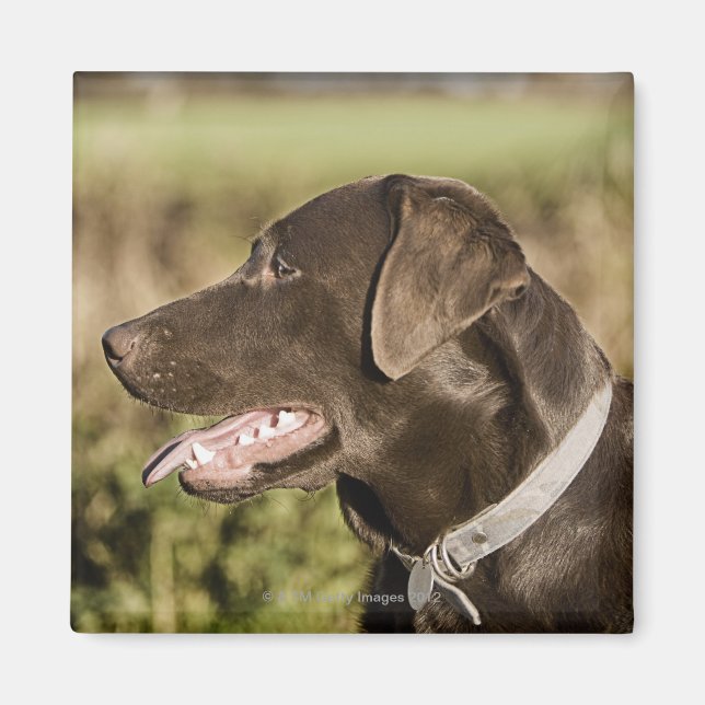 Imán Reino Unido, Inglaterra, Suffolk, Bosque de Thetfo (Frente)