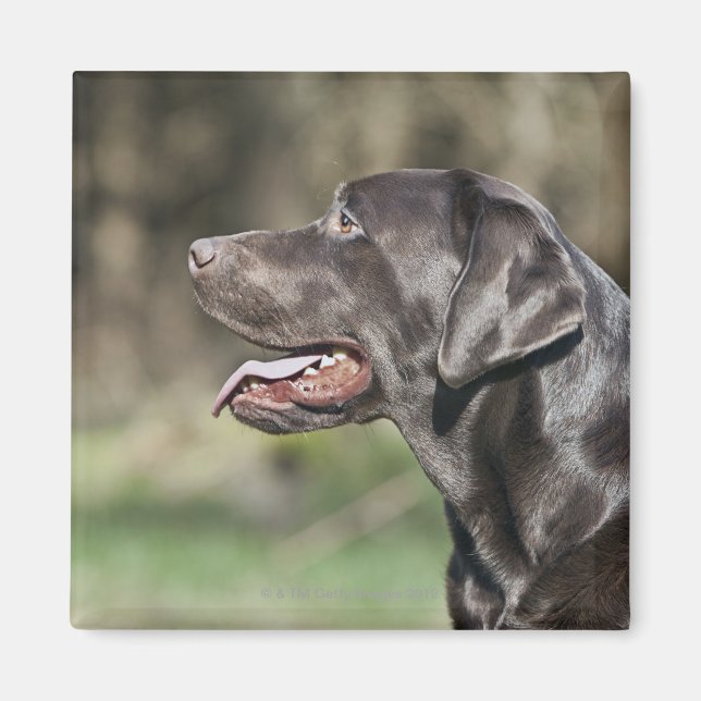 Imán Reino Unido, Inglaterra, Suffolk, Bosque de Thetfo (Frente)