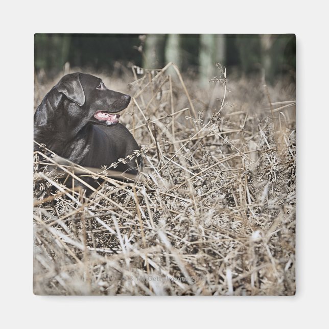 Imán Reino Unido, Inglaterra, Suffolk, Thetford Forest, (Frente)