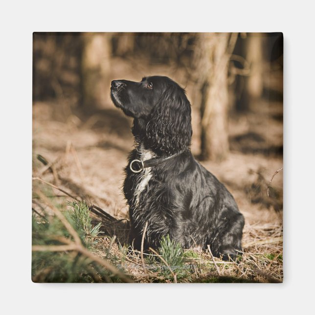 Imán Reino Unido, Inglaterra, Suffolk, Thetford Forest, (Frente)