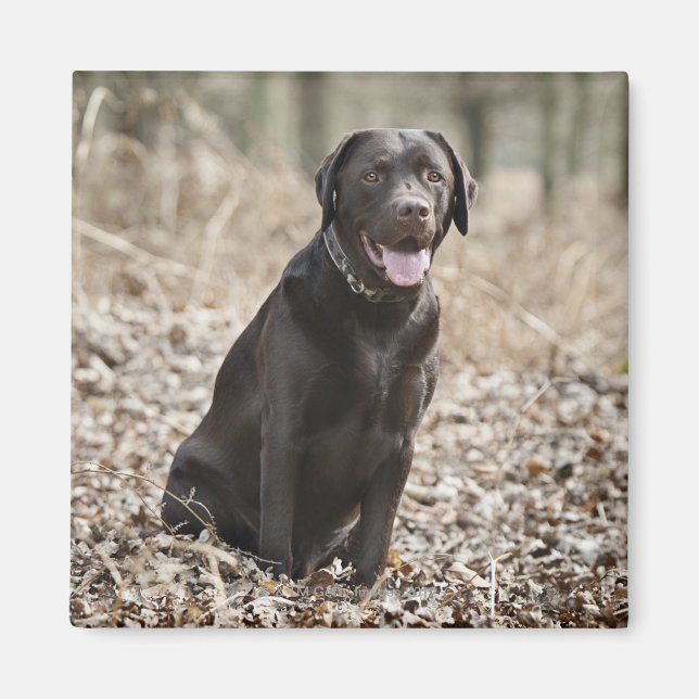 Imán Reino Unido, Inglaterra, Suffolk, Thetford Forest, (Frente)