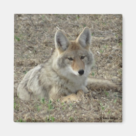 Imán Rentabilidad del coyote R22