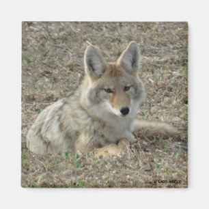 Imán Rentabilidad del coyote R22