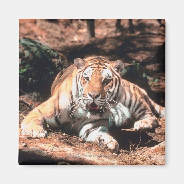 Imán Reposo de tigres (Frente)
