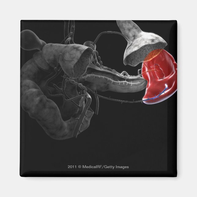 Imán Representación artística 3d del bazo (Frente)