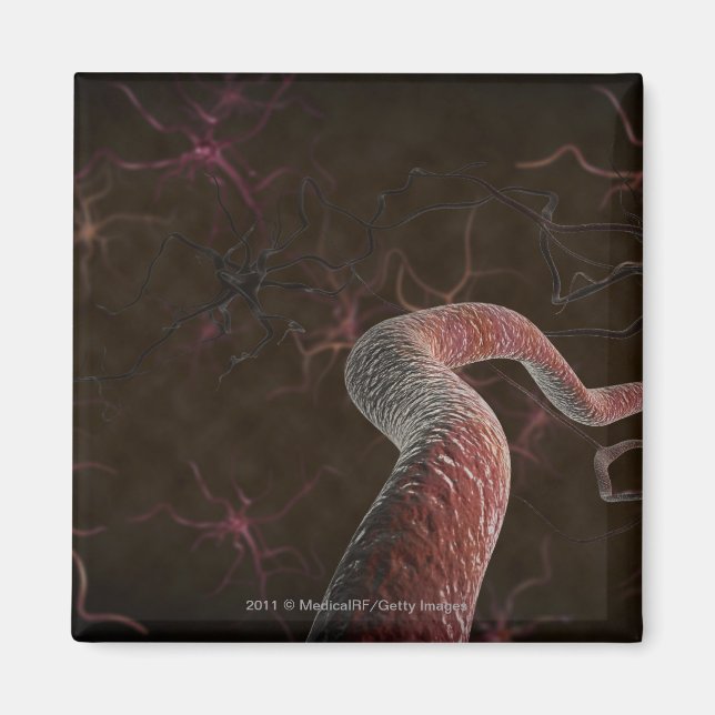 Imán Representación digital de neuronas (Frente)