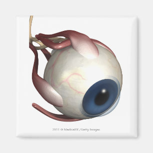 Imán Representación realista de los músculos del ojo