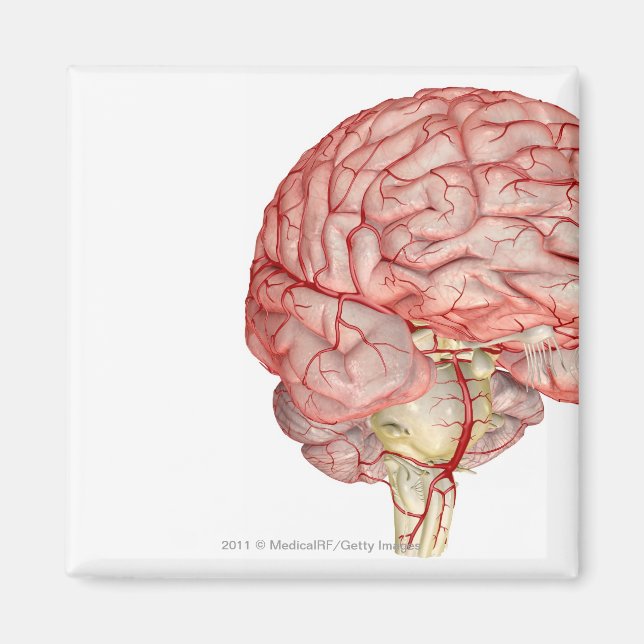 Imán Representación realista del cerebro humano (Frente)