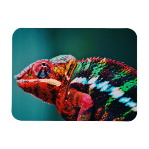 Imán Repticio de color verde arcoiris