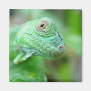 Imán Reptil Verde De Iguana Lizard En El Magnet De La H