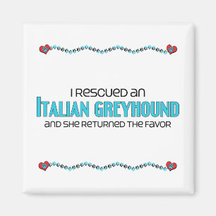Imán Rescaté un galgo italiano (el perro femenino)