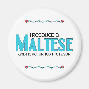 Imán Rescaté un maltés (el perro masculino)