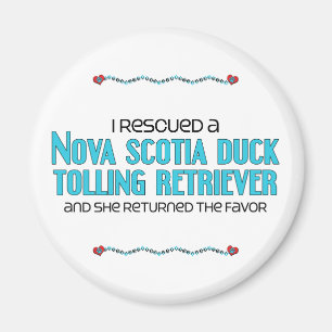 Imán Rescaté un perro perdiguero tocante del pato (el