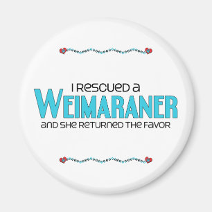 Imán Rescaté un Weimaraner (el perro femenino)