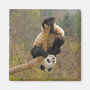 Imán Reserva de pandas de Wolong, China, 2 años y medio