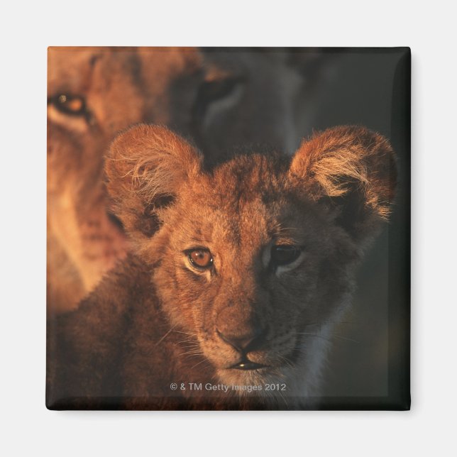 Imán Reserva de Vida Silvestre Moremi, Botswana 2 (Frente)