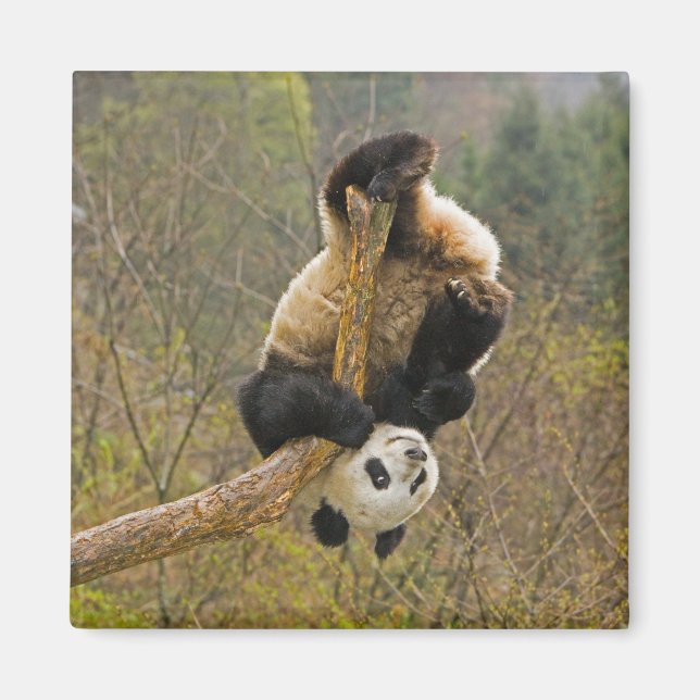 Imán Reserva de Wolong Panda, China, 2 años y medio de  (Frente)