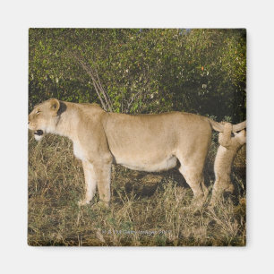 Imán Reserva nacional de Mara del Masai, Kenia