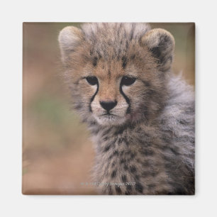 Imán Reserva Nacional Masai Mara