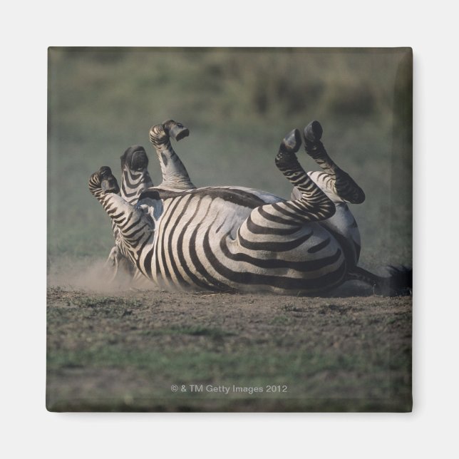 Imán Reserva Nacional Masai Mara, Kenya 2 (Frente)