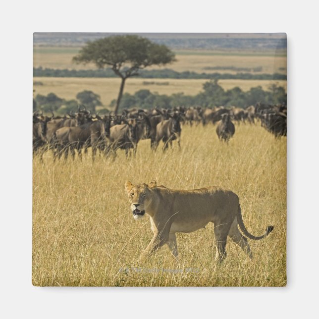 Imán Reserva Nacional Masai Mara, Kenya, África (Frente)