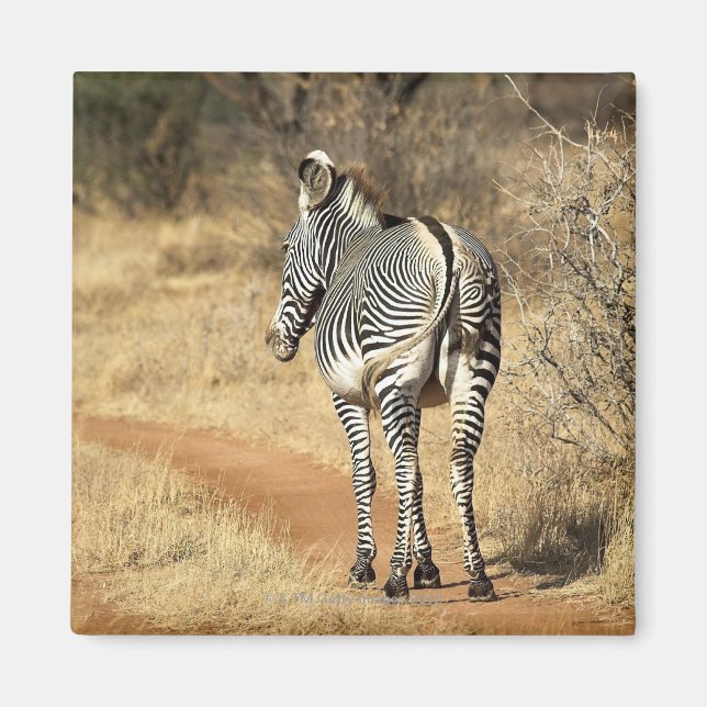 Imán Reserva Nacional Samburu, Kenya (Frente)