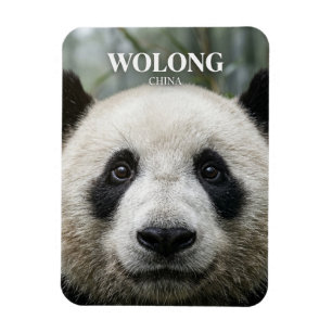 Imán Reserva Natural Nacional Wolong China