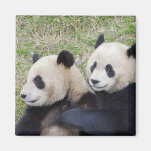 Imán Reserva Wolong, China, Oso panda gigante abrazando