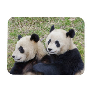Imán Reserva Wolong, China, Oso panda gigante abrazando