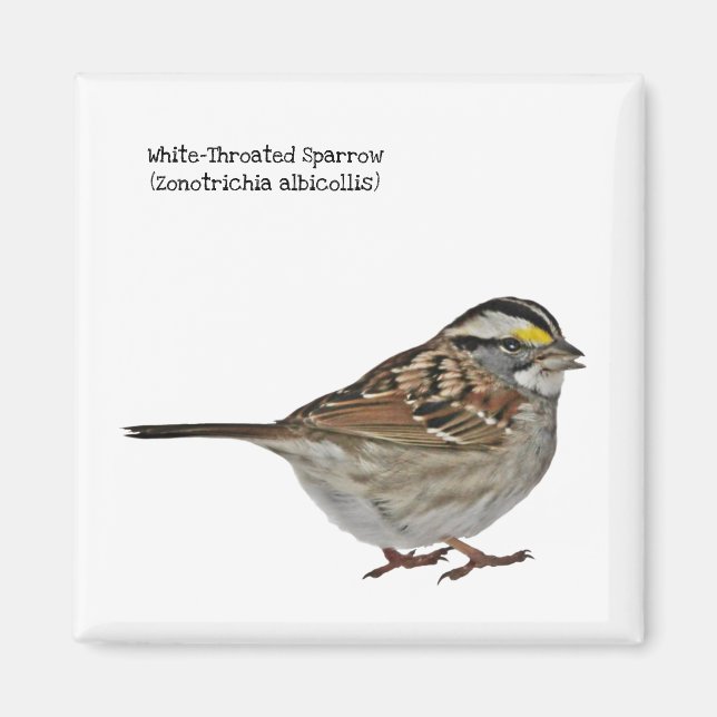 Imán Resplandor de garganta blanca (Frente)